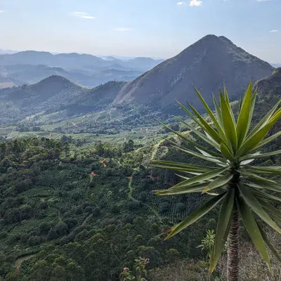 Fazenda Dutra – Matas de Minas, Brazilië Fahman Yoga – Gayo, Sumatra