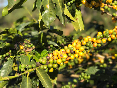 Buana Mandiri Kooperative, Gayo-Hochland · Matas de Minas · Kleinbauern in den Montecillos-Bergen