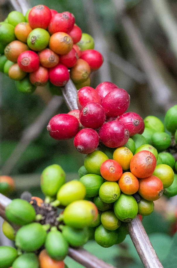 The secrets of the best coffees: Heirloom to Geisha