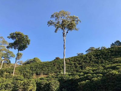 Buana Mandiri Kooperative, Gayo-Hochland · Matas de Minas · Kleinbauern in den Montecillos-Bergen